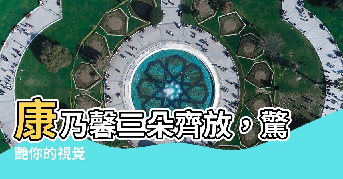 【康乃馨】康乃馨三朵齊放，驚艷你的視覺