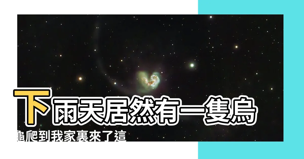 【烏龜跑來家裡】下雨天居然有一隻烏龜爬到我家裏來了這有什麼寓意嗎 |搜索結果 |搜索結果 |