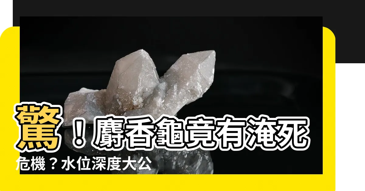 【麝香龜水位】驚！麝香龜竟有淹死危機？水位深度大公開