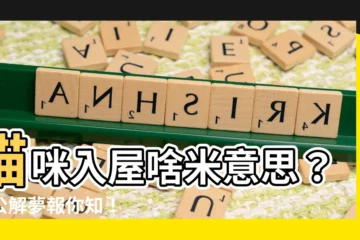 【夢見貓入屋】貓咪入屋啥米意思？周公解夢報你知！