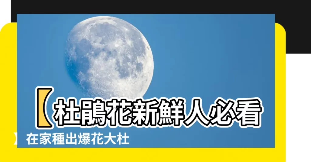 【杜鵑花好種嗎】【杜鵑花新鮮人必看】在家種出爆花大杜鵑，超簡單教學