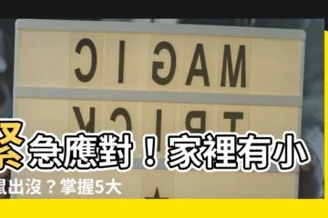 【家裡有小老鼠】緊急應對！家裡有小老鼠出沒？掌握5大妙招，滅鼠不再難！