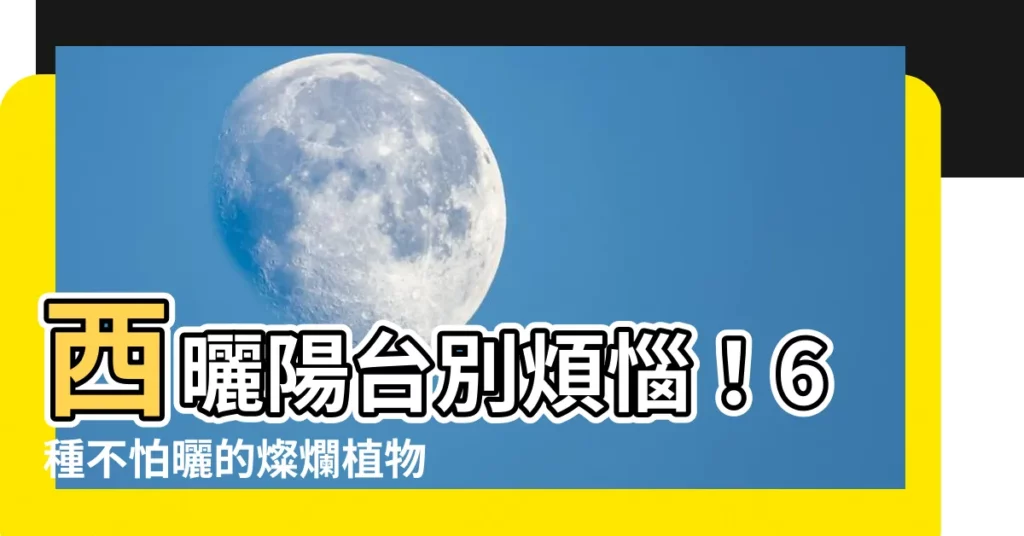 【西曬 植物】西曬陽台別煩惱！6種不怕曬的燦爛植物報你知