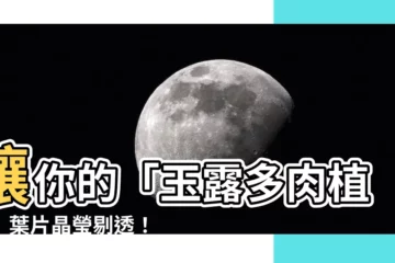【玉露多肉植物】讓你的「玉露多肉植物」葉片晶瑩剔透！養護秘訣大公開