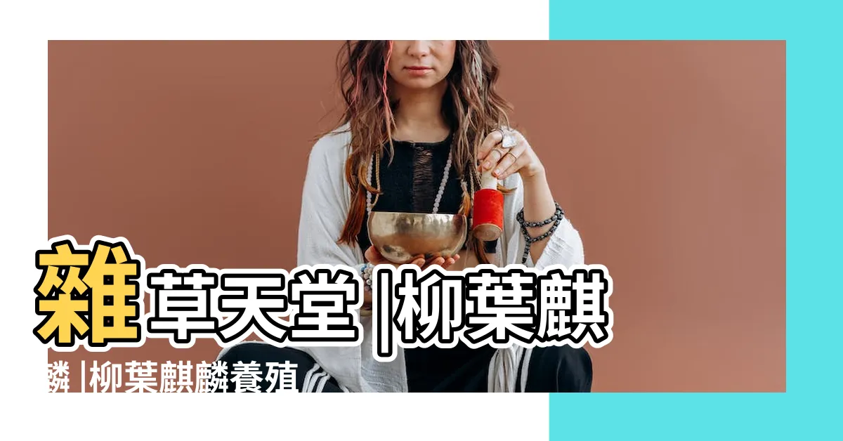 【柳葉麒麟照顧】雜草天堂 |柳葉麒麟 |柳葉麒麟養殖方法和注意事項 |
