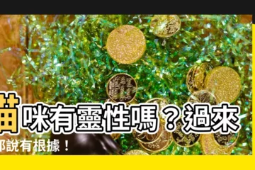 【貓咪有靈性嗎】貓咪有靈性嗎？過來人都説有根據！