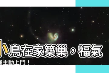 【小鳥在家築巢】小鳥在家築巢，福氣財運主動上門！