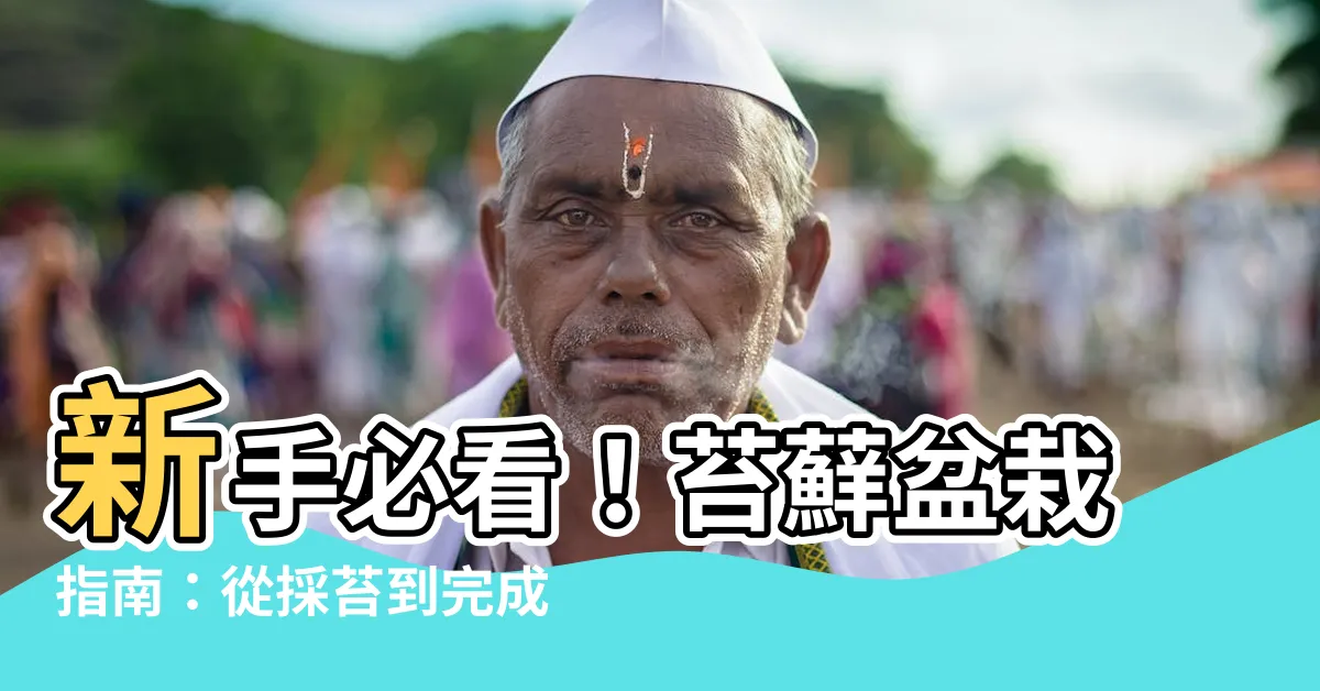 【苔蘚 盆栽】新手必看！苔蘚盆栽指南：從採苔到完成盆栽的完整教學