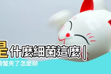 【手指被螃蟹夾了身上上起包】是什麼細菌這麼 |被螃蟹夾了怎麼辦 |被螃蟹紮了一下怎麼辦 |