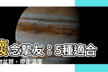 【適合盆葬的植物】懷念摯友：5種適合寵物盆葬，帶走温度的植物
