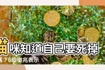 【貓咪知道自己 要死 掉】貓咪知道自己要死掉了嗎？6個徵兆表示你該好好把握相處時光了