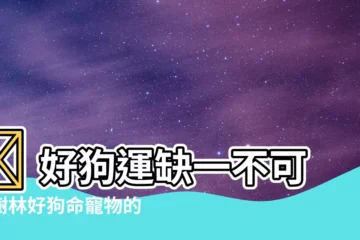 【樹林好狗命】🔥 好狗運缺一不可！樹林好狗命寵物的幸福時光就在這裡✨