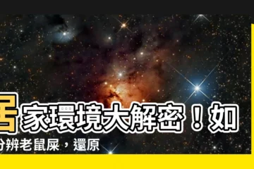 【如何分辨老鼠屎】居家環境大解密！如何分辨老鼠屎，還原你的乾淨生活空間！