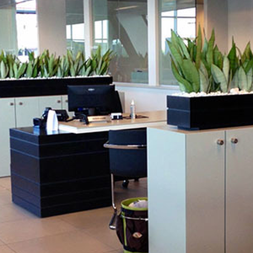 2．辦公室擺放植物的風水禁忌