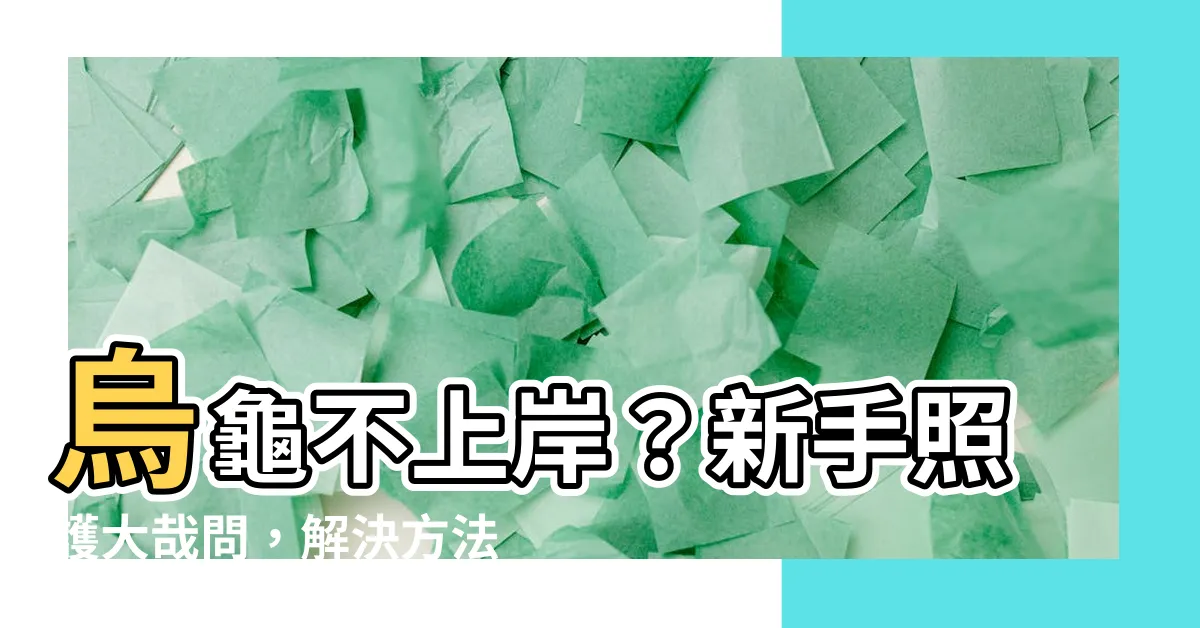 【烏龜不上岸】烏龜不上岸？新手照護大哉問，解決方法看這裡！
