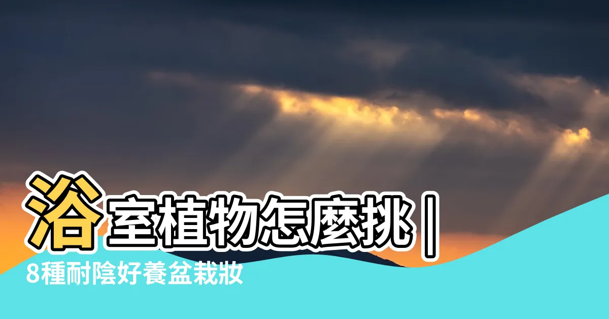 【廁所植栽】浴室植物怎麼挑 |8種耐陰好養盆栽妝點你的家 |浴室植物 |
