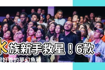 【容易養的魚】水族新手救星！6款保證好養的夢幻魚種大公開