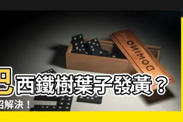 【巴西鐵樹葉子變黃】巴西鐵樹葉子發黃？神招解決！