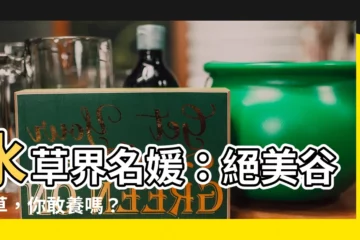 【穀精水草】水草界名媛：絕美谷精草，你敢養嗎？