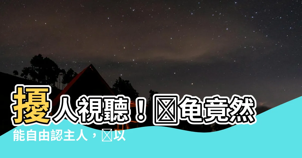 【烏龜會認主人嗎】擾人視聽！烏龜竟然能自由認主人，別以為它只想吃吃吃！