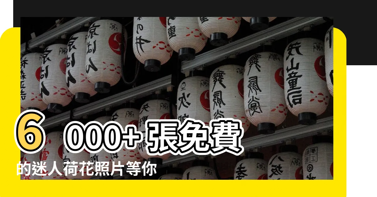 【荷花照片】6000+ 張免費的迷人荷花照片等你來下載！