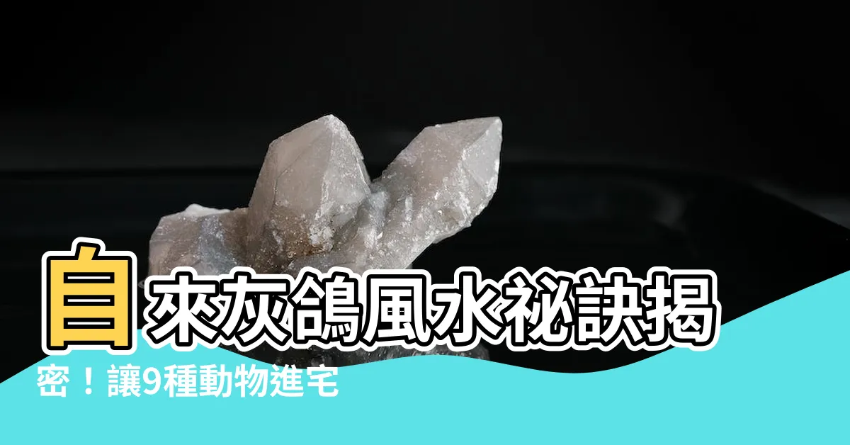 【自來灰鴿風水】自來灰鴿風水秘訣揭密！讓9種動物進宅為您帶來好運！