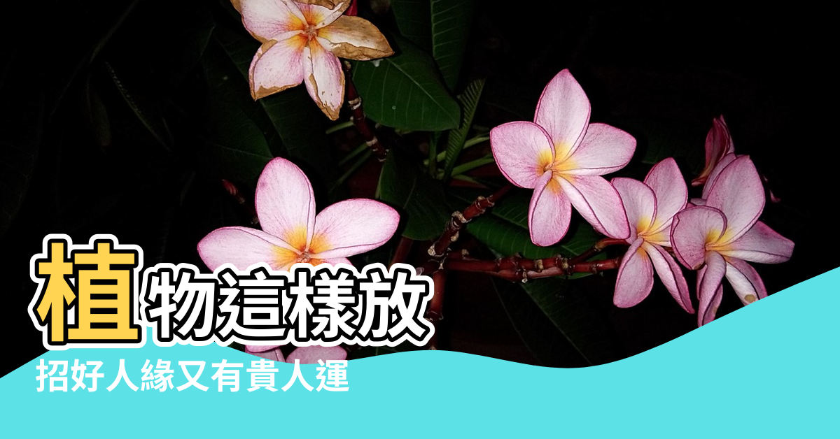 【適合辦公室的植物風水】植物這樣放 |招好人緣又有貴人運 |辦公室風水轉起來 |