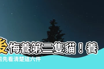 【後悔養第二隻貓】後悔養第二隻貓！養貓前先看清楚這六件事