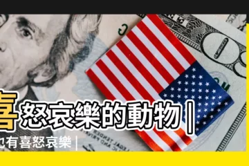 【喜怒哀樂是什麼動物】喜怒哀樂的動物 |豬也有喜怒哀樂 |喜怒哀樂代表什麼動物 |