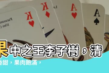 【樹李】果中之王李子樹，清脆香甜，果肉飽滿，解暑消渴，不可錯過！