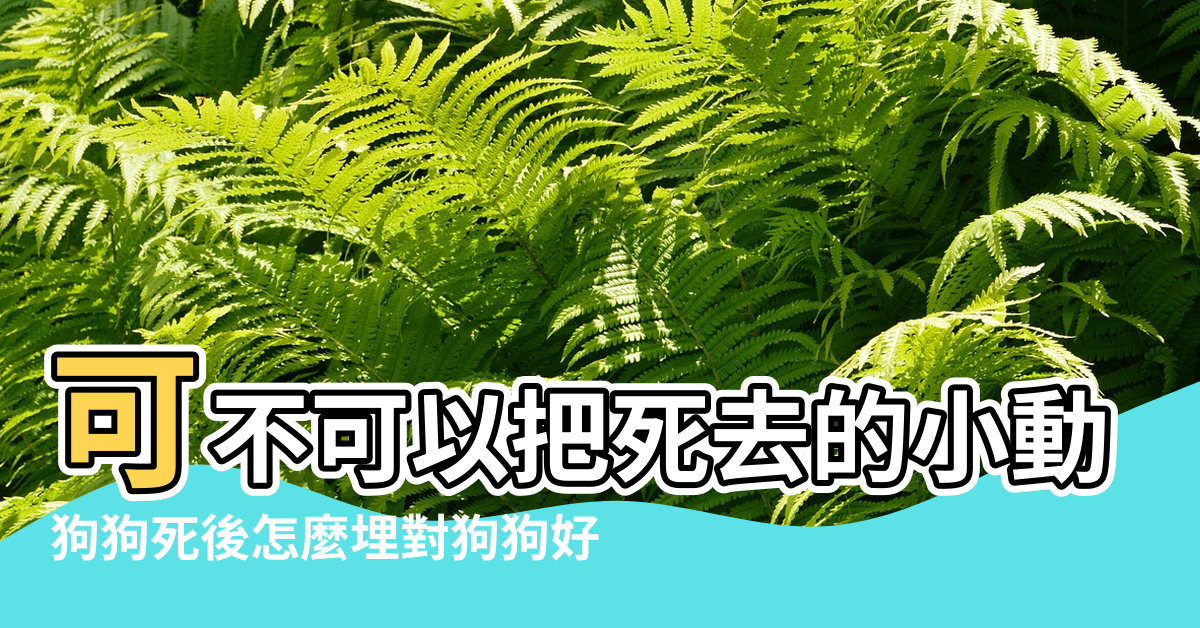 【怎樣將狗狗埋好風水】可不可以把死去的小動物埋在風水樹下面 |狗狗死後怎麼埋對狗狗好 |狗死後埋在哪裡最好 |