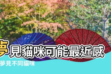 【最近總是夢見貓狗】夢見貓咪可能最近感情 |夢見不同貓咪有不同意思 |夢見這種花代表愛情來了 |