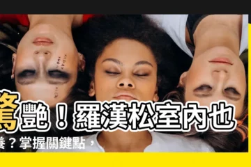 【羅漢松室內】驚艷！羅漢松室內也能養？掌握關鍵點，打造你的綠色室內樂園