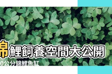 【錦鯉飼養空間】錦鯉飼養空間大公開！20公分錦鯉魚缸大小這樣挑！