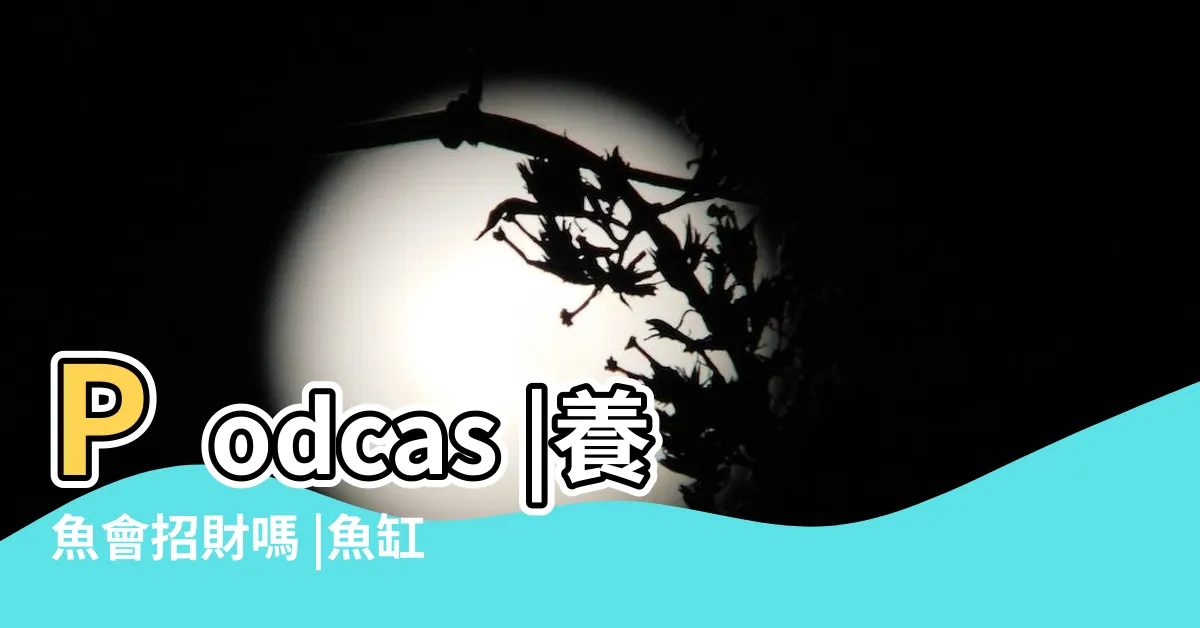 【魚缸擺放方位】Podcas |養魚會招財嗎 |魚缸選擇與放置位置指南 |