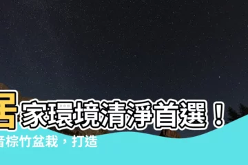 【觀音棕竹盆栽】居家環境清淨首選！觀音棕竹盆栽，打造綠意盎然的室內空間
