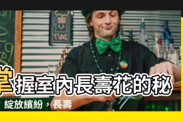 【長壽花 室內】掌握室內長壽花的秘訣：綻放繽紛，長壽常伴