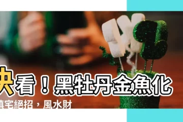 【黑牡丹金魚】快看！黑牡丹金魚化煞鎮宅絕招，風水財運一把抓！