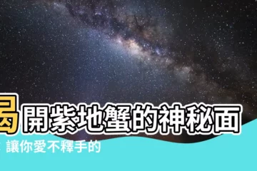 【紫地蟹】揭開紫地蟹的神秘面紗：讓你愛不釋手的海洋秘寶！