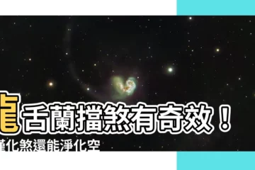 【龍舌蘭擋煞】龍舌蘭擋煞有奇效！不僅化煞還能淨化空氣，一舉兩得