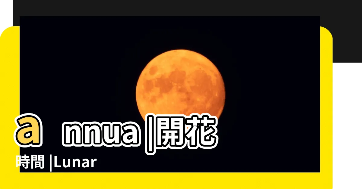 【銀扇草】annua |開花時間 |Lunaria |