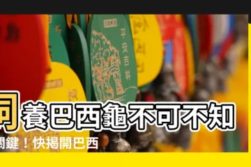 【巴西龜吃什麼】飼養巴西龜不可不知的關鍵！快揭開巴西龜的飲食與壽命迷思