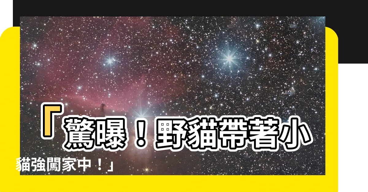 【野貓在家裡生小貓】「驚曝！野貓帶著小貓強闖家中！」