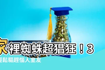 【家裡很多蜘蛛】家裡蜘蛛超猖狂！3招輕鬆驅趕惱人室友
