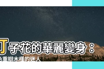 【釘子花植物】釘子花的華麗變身：黃色重瓣木槿的迷人魅力