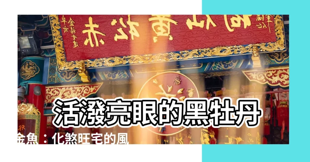 【黑牡丹金魚】 活潑亮眼的黑牡丹金魚:化煞旺宅的風水寵兒