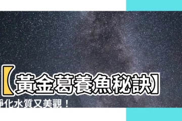 【黃金葛養魚】【黃金葛養魚秘訣】能淨化水質又美觀！