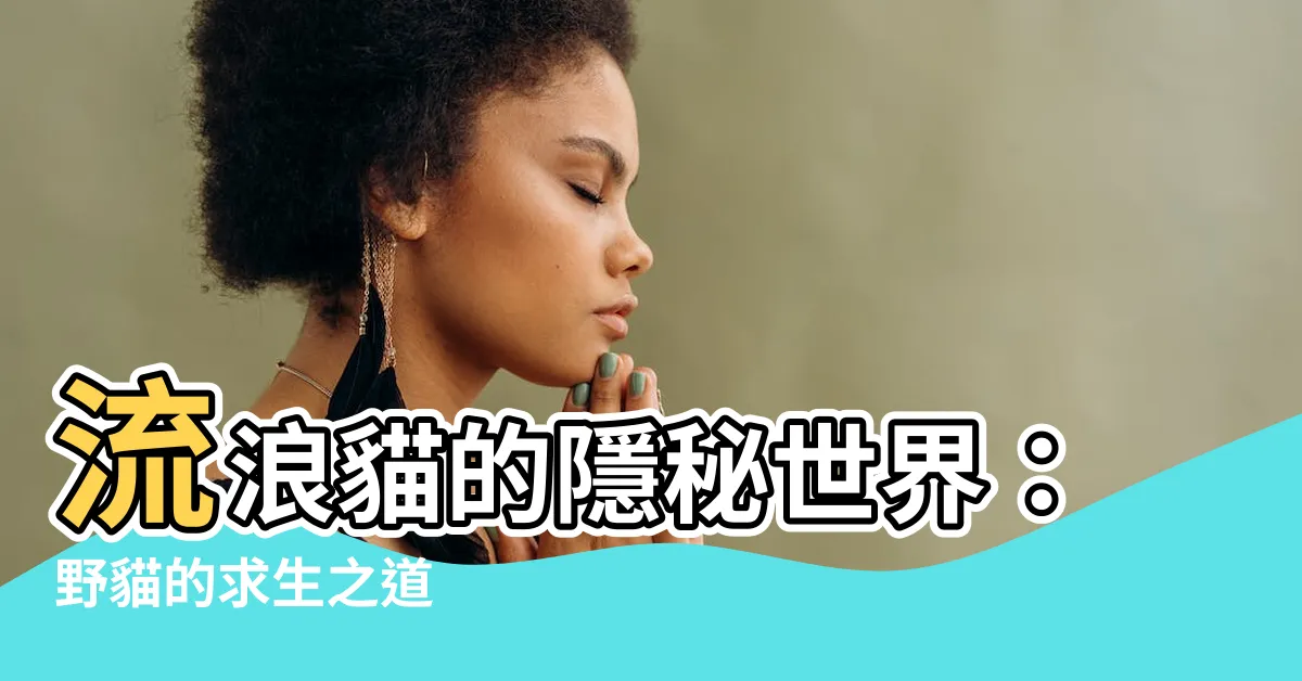 【野貓】流浪貓的隱秘世界：野貓的求生之道