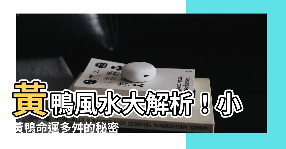 【黃鴨風水】黃鴨風水大解析！小黃鴨命運多舛的秘密