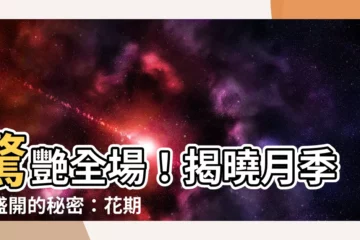 【月季花期】驚艷全場！揭曉月季花盛開的秘密：花期多長、何時綻放？
